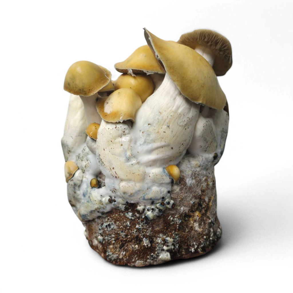 Mac Galactic Mushroom Growkit