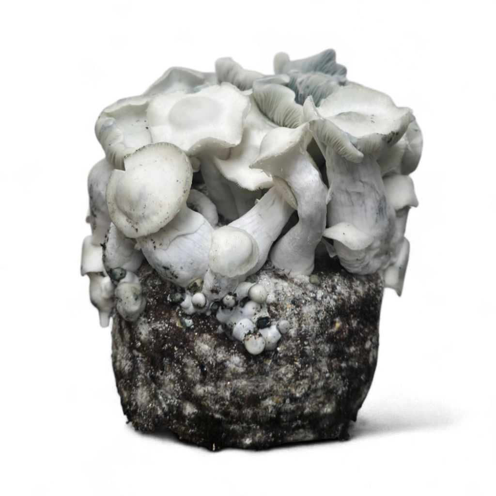 APE221 Mushroom Growkit