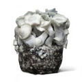 APE221 Mushroom Growkit