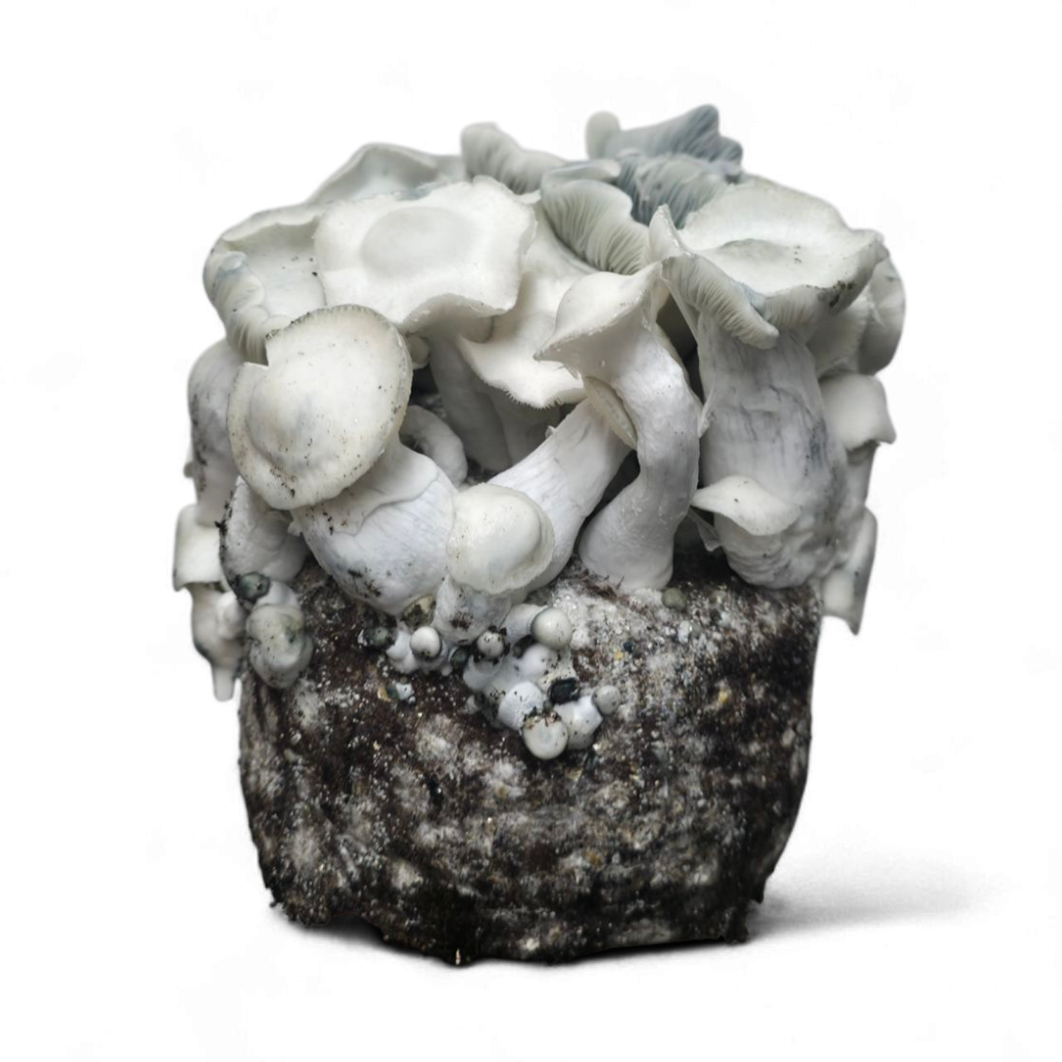 APE221 Mushroom Growkit