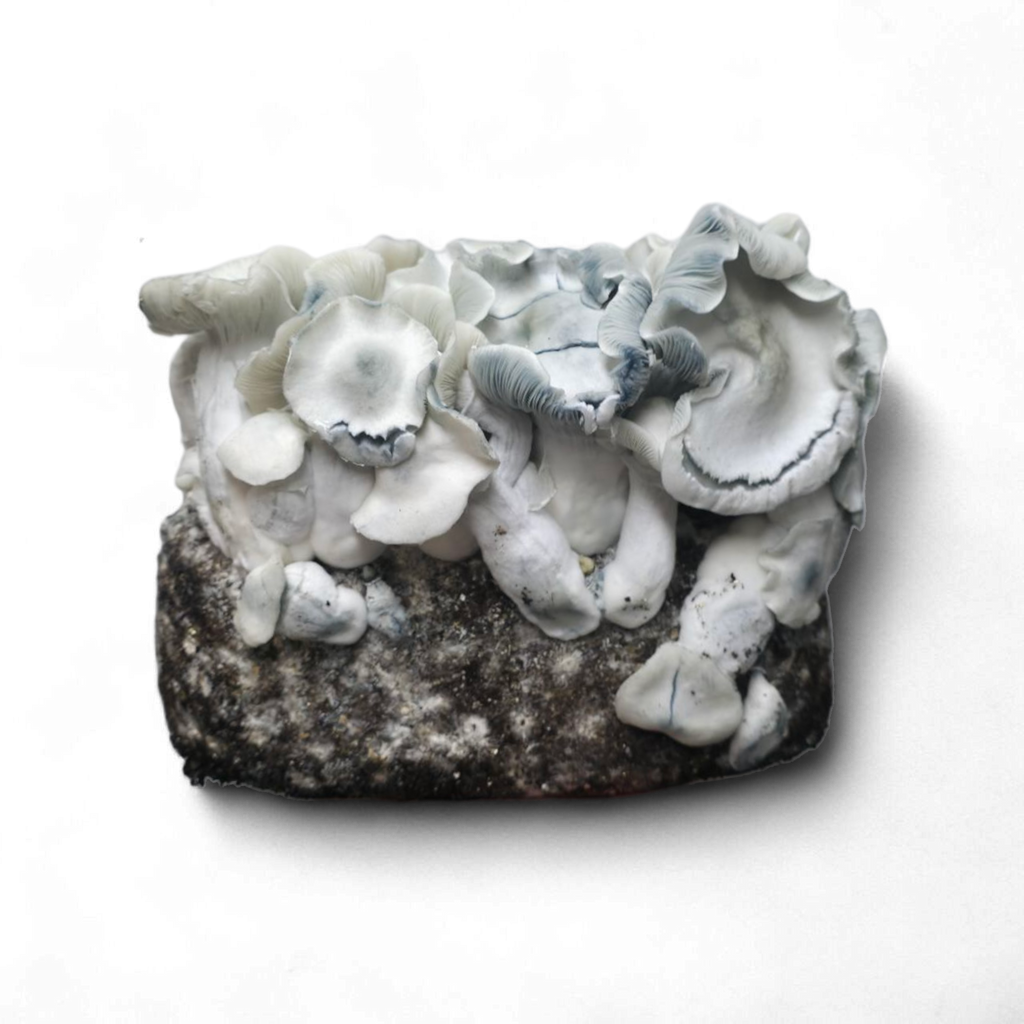 APE221 Mushroom Growkit