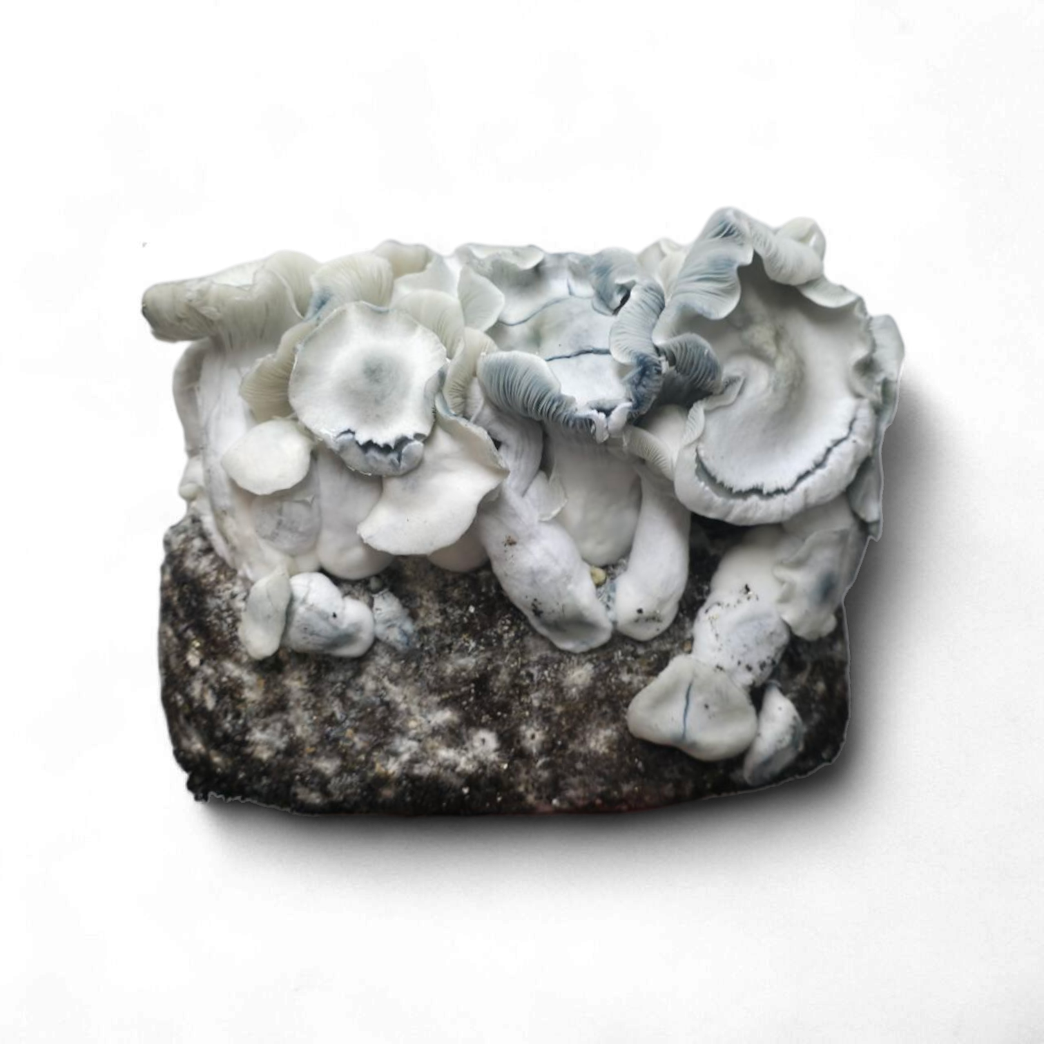 APE221 Mushroom Growkit