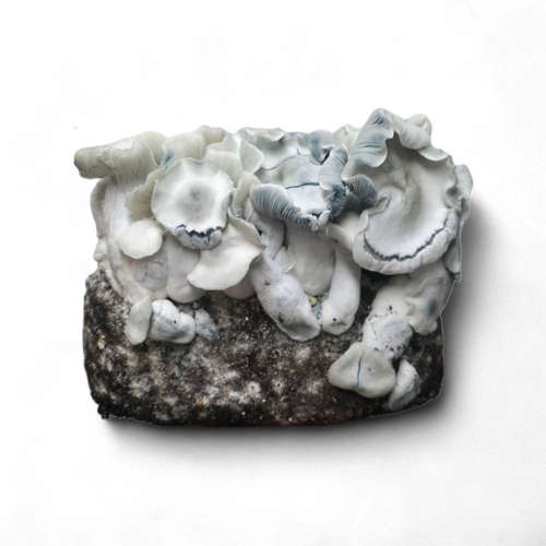 APE221 Mushroom Growkit