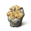 Hillbilly Pumpkin Mushroom Growkit