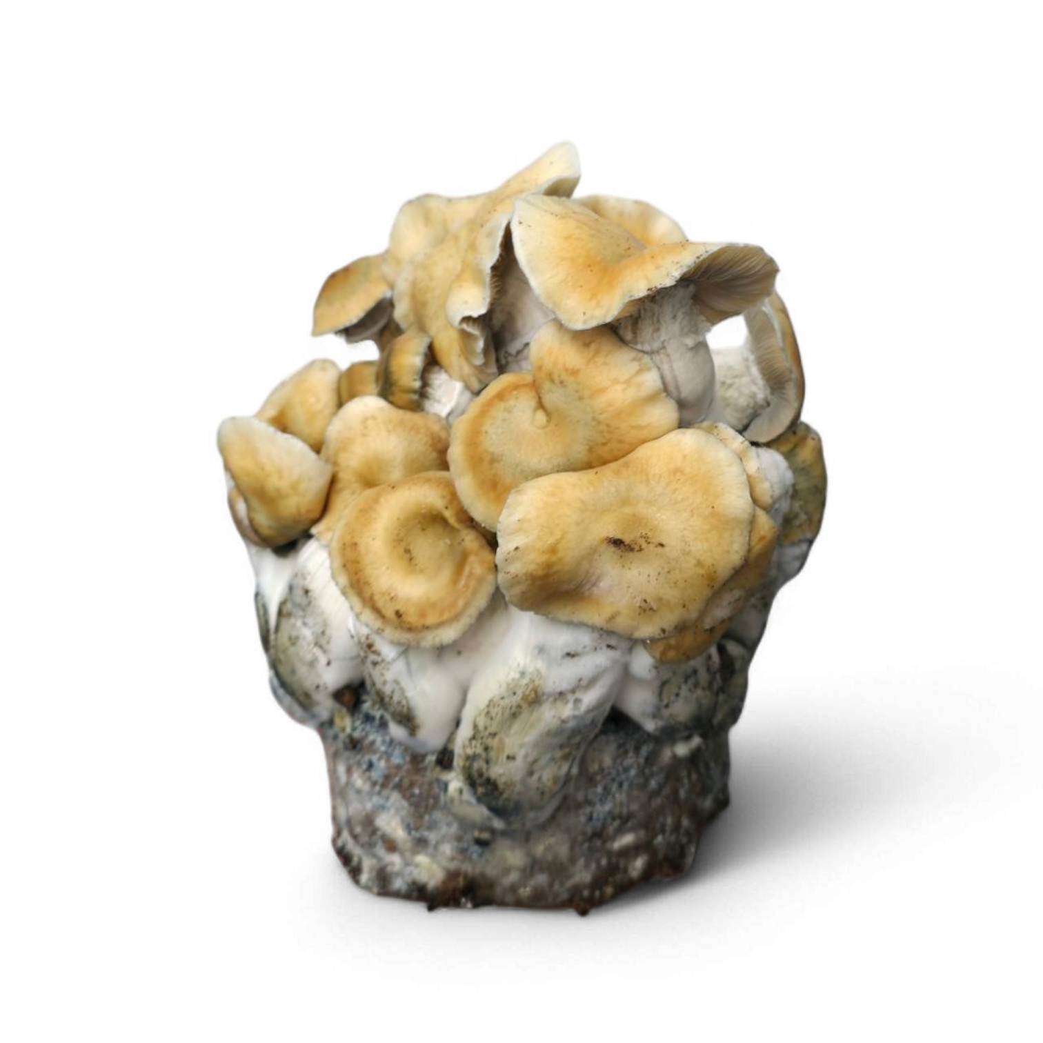 Hillbilly Pumpkin Mushroom Growkit