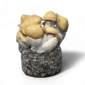 Mac Galactic Mushroom Growkit