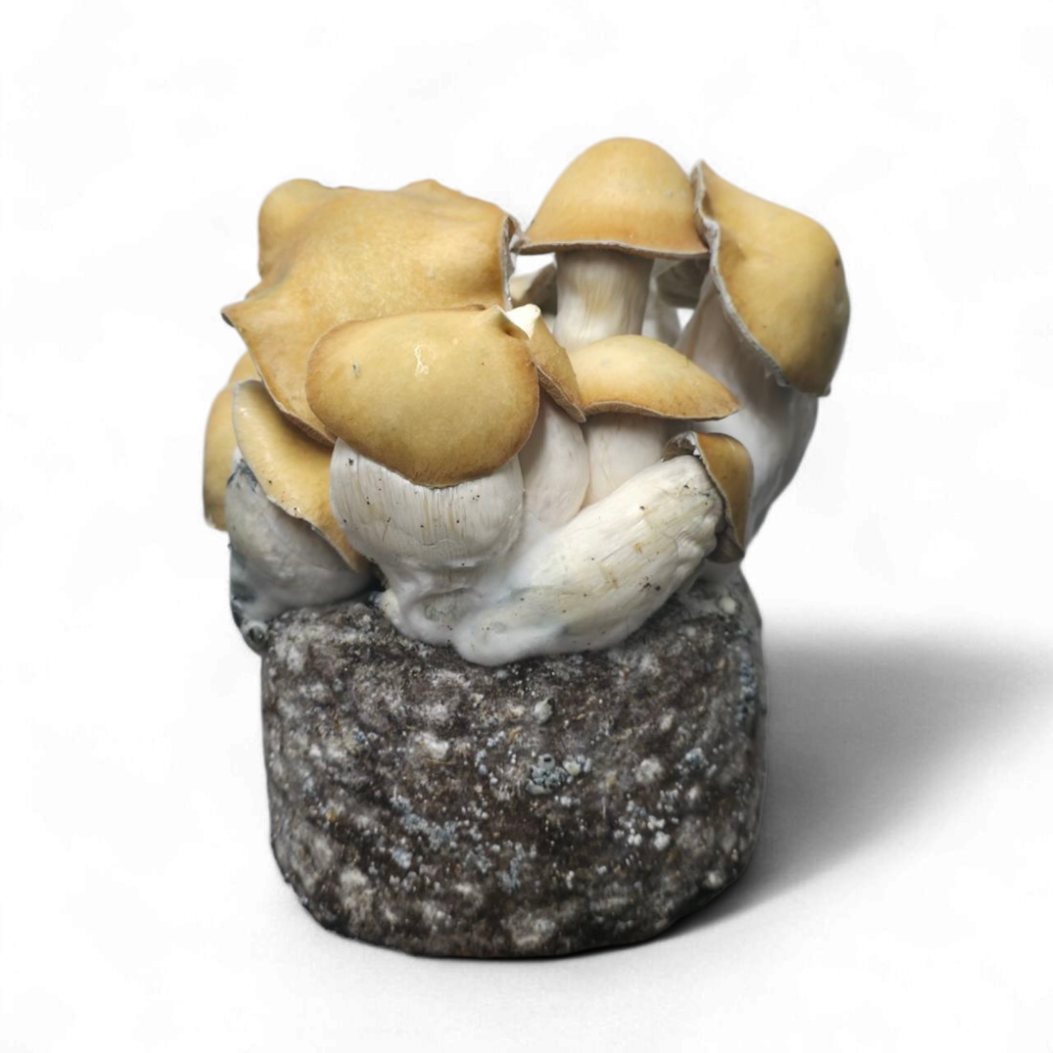 Mac Galactic Mushroom Growkit
