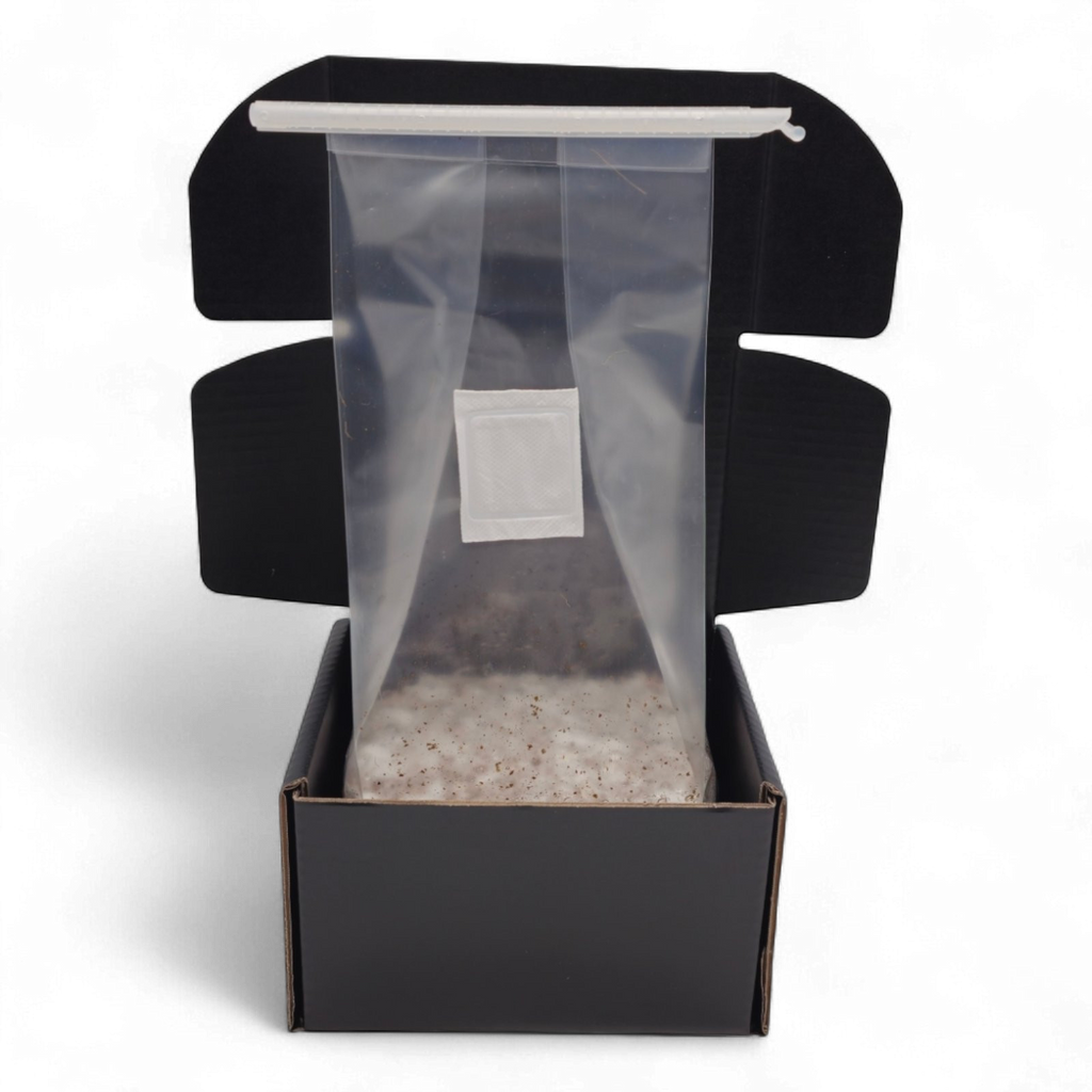 APE221 Mushroom Growkit