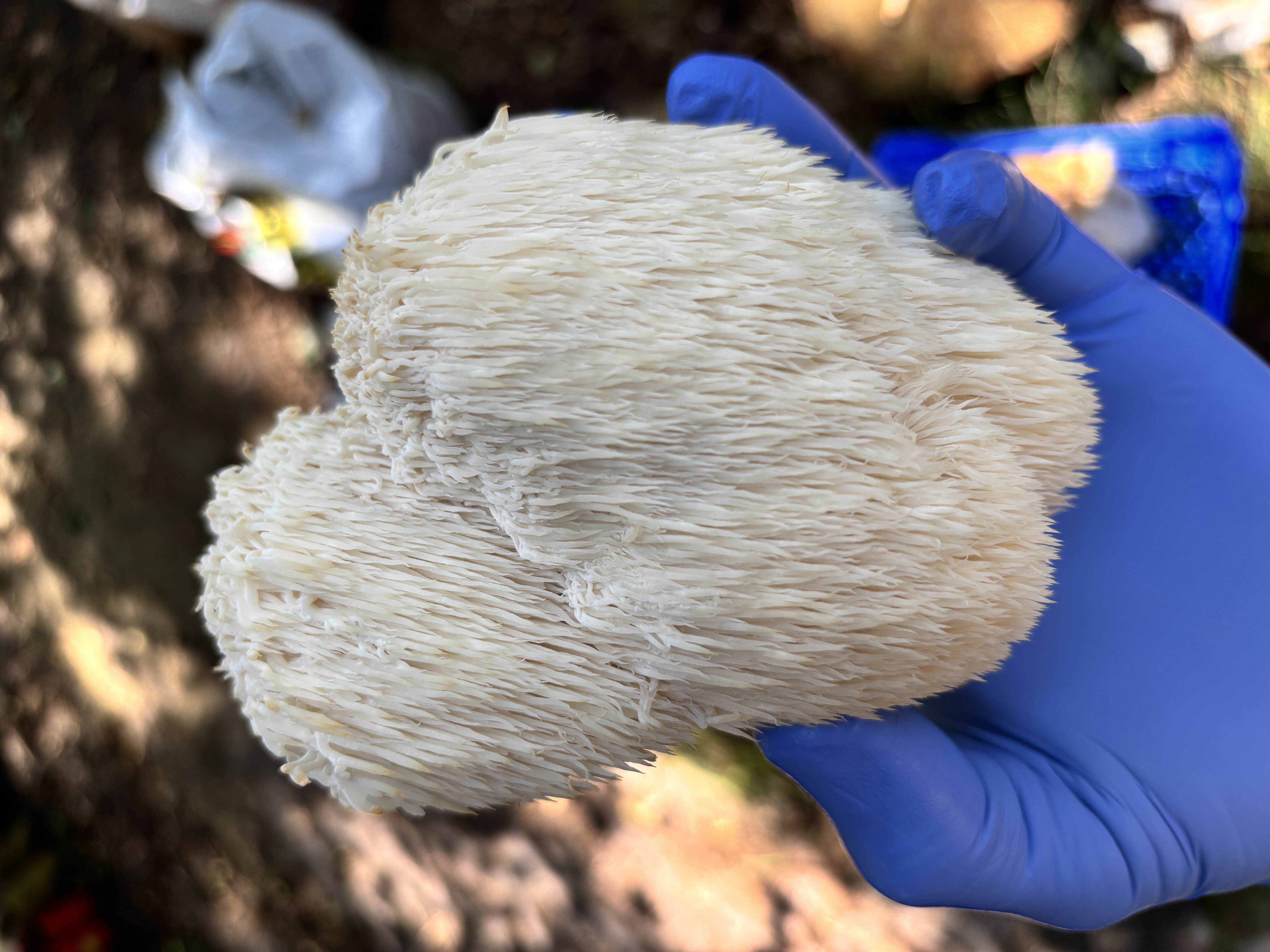 Lion's Mane kweekbaal