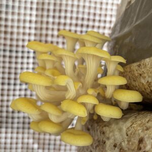 Gele Oesterzwam Kweekbaal